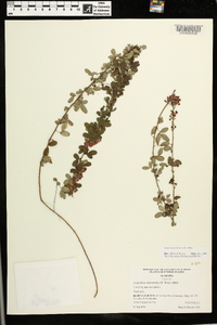 Lespedeza violacea image