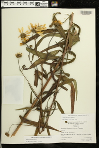 Helianthus angustifolius image