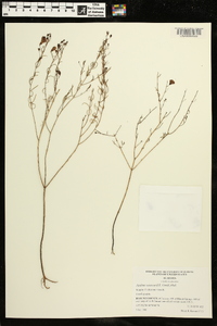 Agalinis setacea image