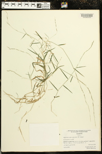 Muhlenbergia schreberi image