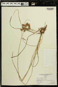 Cyperus pseudovegetus image