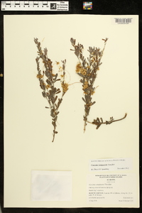 Cuscuta campestris image