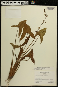 Sagittaria australis image