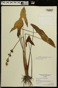 Sagittaria australis image