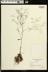 Houstonia longifolia image