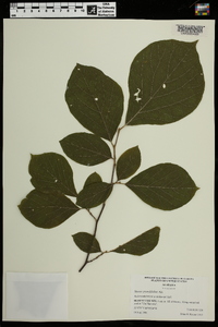 Styrax grandifolius image