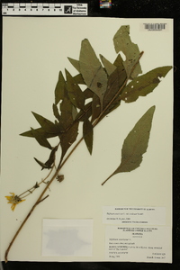 Silphium asteriscus var. scabrum image