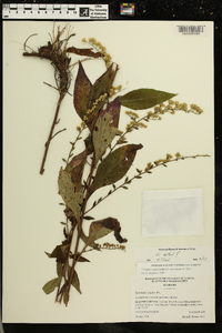 Solidago arguta var. caroliniana image