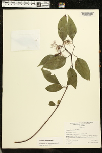 Cornus foemina image