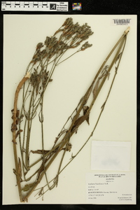 Verbena brasiliensis image