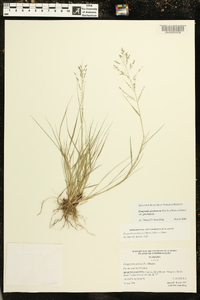 Eragrostis pectinacea var. pectinacea image