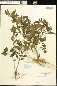 Solanum ptychanthum image