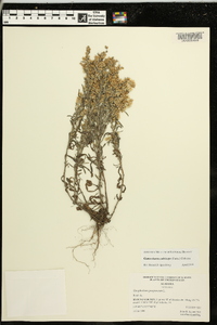 Gamochaeta calviceps image