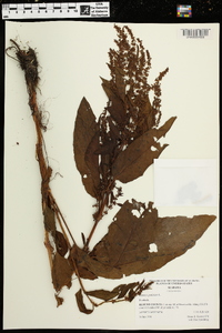 Rumex pulcher image