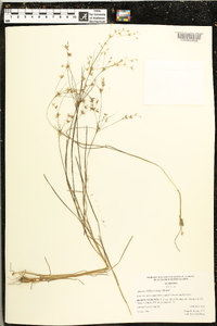 Juncus diffusissimus image