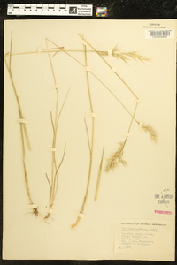 Danthonia sericea image