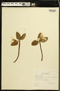 Trillium nivale image