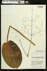 Alisma subcordatum image