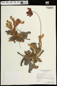 Sarracenia psittacina image