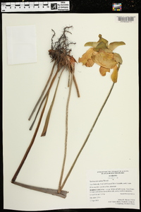 Sarracenia alata image