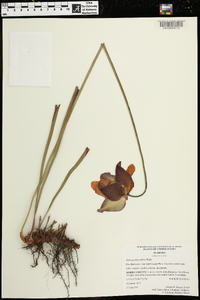 Sarracenia rubra image