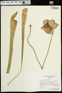 Sarracenia leucophylla image