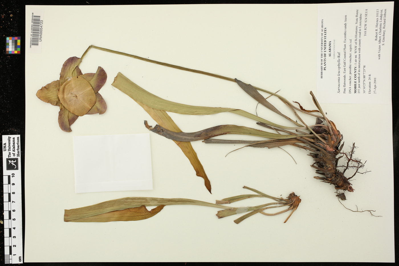Sarracenia leucophylla image
