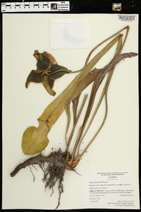 Sarracenia alata image