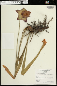 Sarracenia leucophylla image