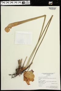 Sarracenia leucophylla image