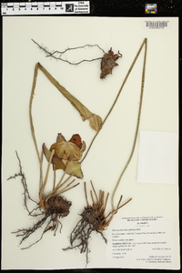 Sarracenia leucophylla image