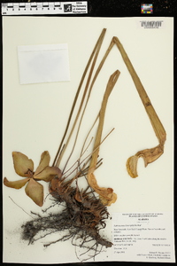 Sarracenia leucophylla image