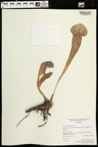 Sarracenia purpurea image