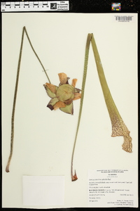 Sarracenia leucophylla image