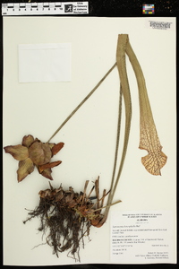 Sarracenia leucophylla image