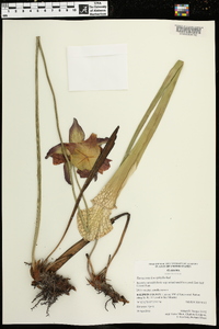 Sarracenia leucophylla image