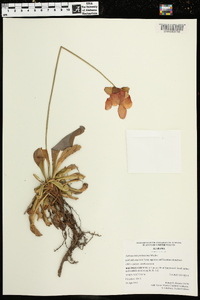 Sarracenia psittacina image