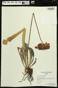 Sarracenia leucophylla image