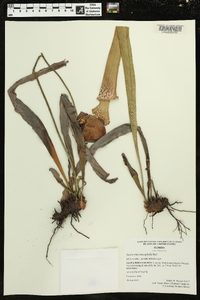 Sarracenia leucophylla image