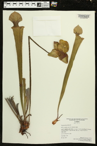 Sarracenia flava image