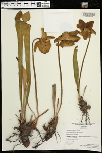 Sarracenia alata image