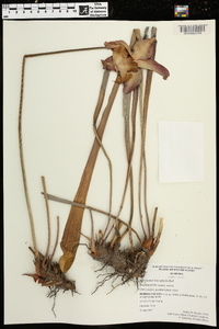 Sarracenia leucophylla image