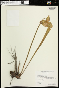 Sarracenia leucophylla image