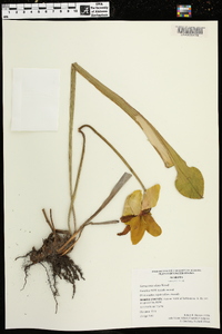 Sarracenia alata image