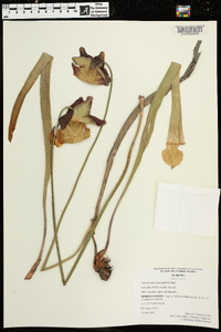 Sarracenia leucophylla image