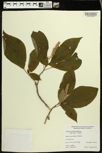 Clethra acuminata image