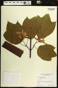 Acer pensylvanicum image
