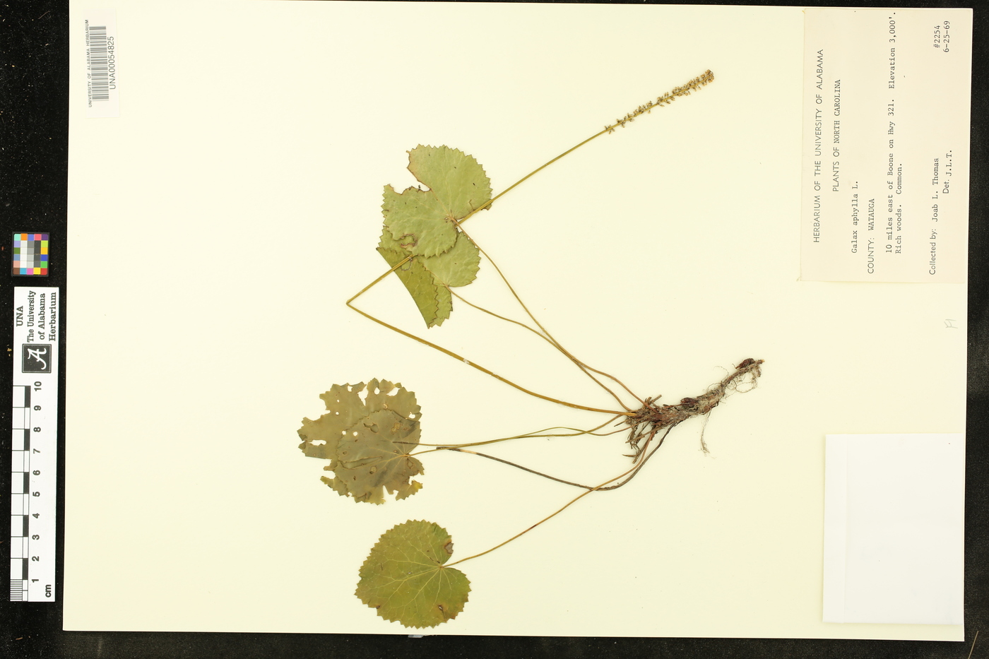 Galax aphylla image
