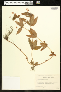 Lysimachia quadriflora image