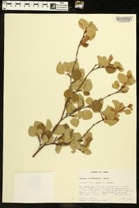 Betula occidentalis image